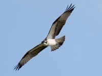 Fischadler (Pandion haliaetus) 21